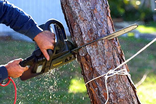 How Our Tree Care Process Works  in  Oak Hills, OR